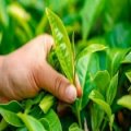 đại lý  trahoatamthat