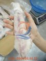 mực nang, mực ống, cá chim, cá hố, mực cắt khoanh, bạch tuộc, loin cá ngừ, hàng cấp đông, hải sản đông lạnh, 