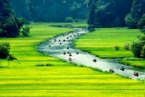 đại lý  chiếu rồng