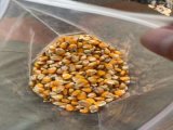 đại lý Bắp hạt,bắp hạt chăn nuôi,bắp hạt thức ăn gia súc,bắp hạt thức ăn chăn nuôi
