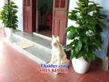 đại lý 