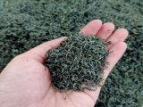đại lý trà móc câu