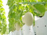 đại lý túi đựng giá thể