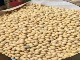 đại lý đậu nành,đỗ tương,hạt tương,hạt đậu nành
