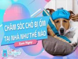 đại lý phụ kiện thú cưng,chó,mèo